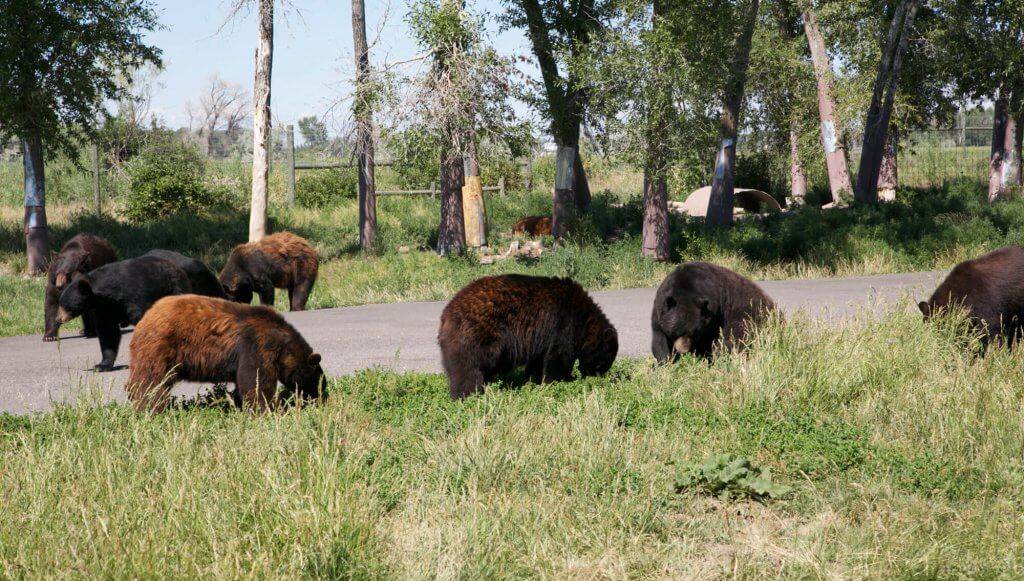 Yellowstone Bear World