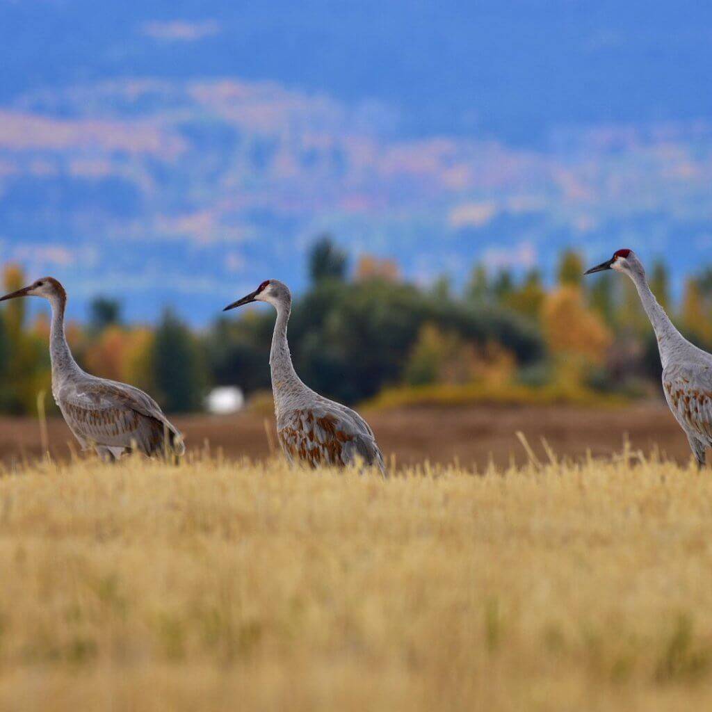 sandhill cranes