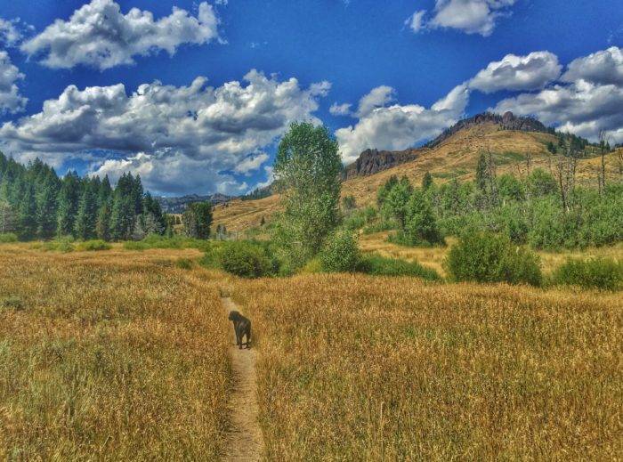 Stella explores Adams Gulch.