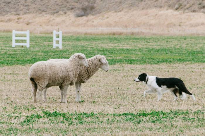 dog working with sheep