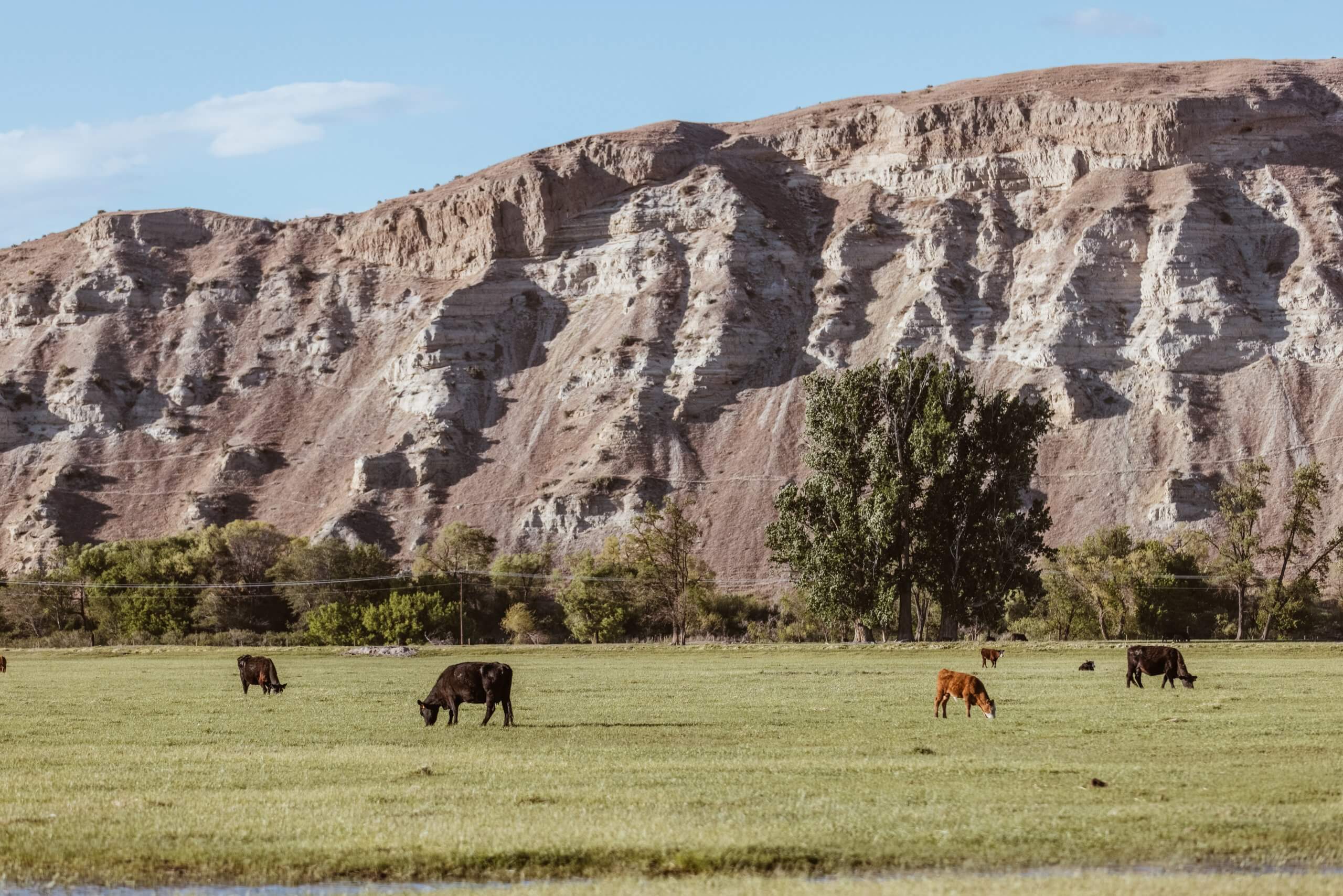 cows grazing in a field with trees and mountains in the background