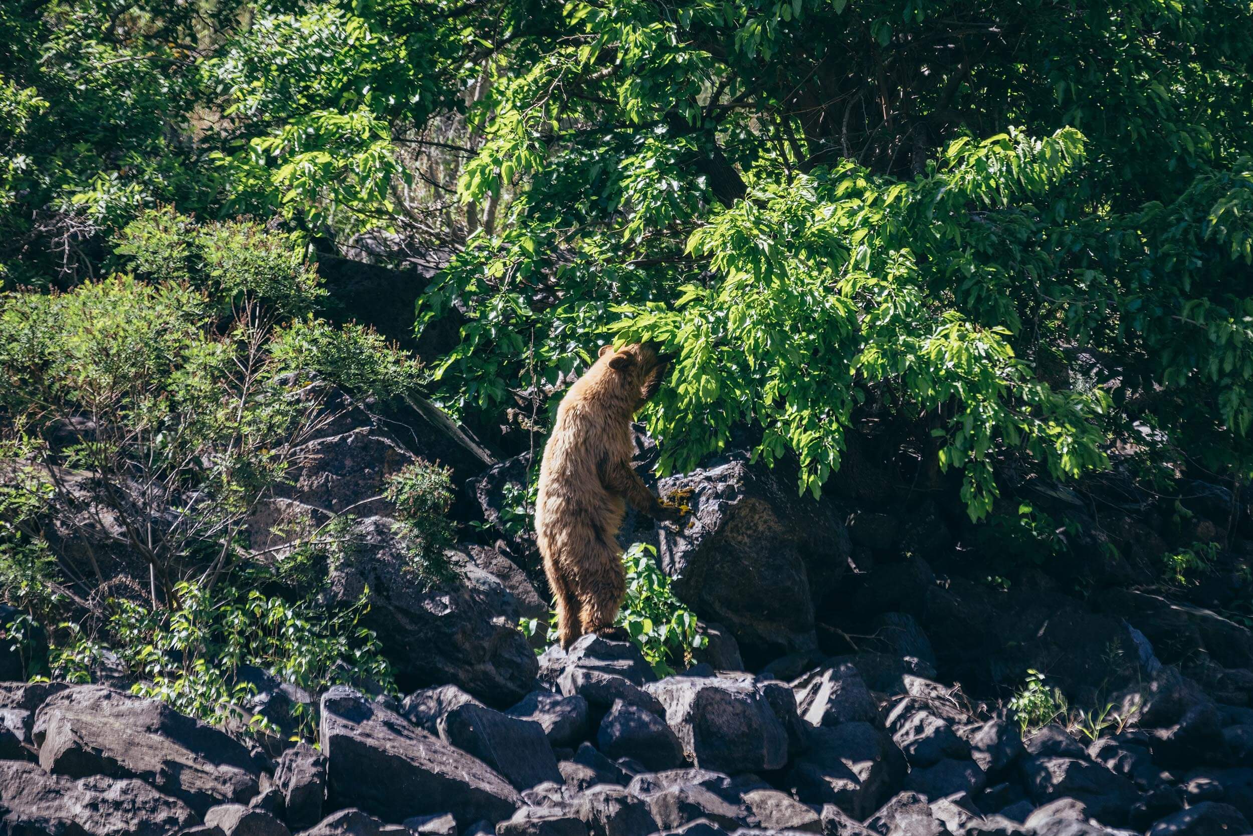 a bear standing upright leaning against a rock, eating leaves from a tree