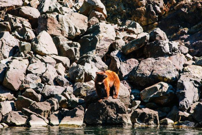 A brown bear standing on a large rock along the Snake River in Hells Canyon, with a rocky hill behind it.