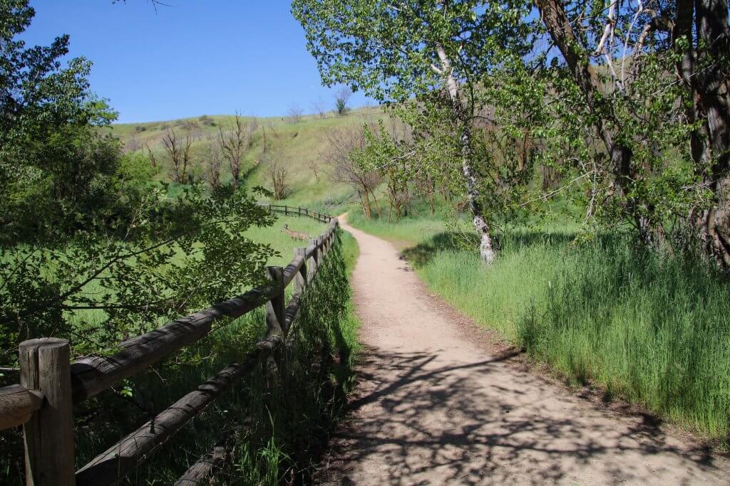 A deer stands just on the other side of a wooden fence in tall brush that runs along the packed dirt Hulls Gulch trail.