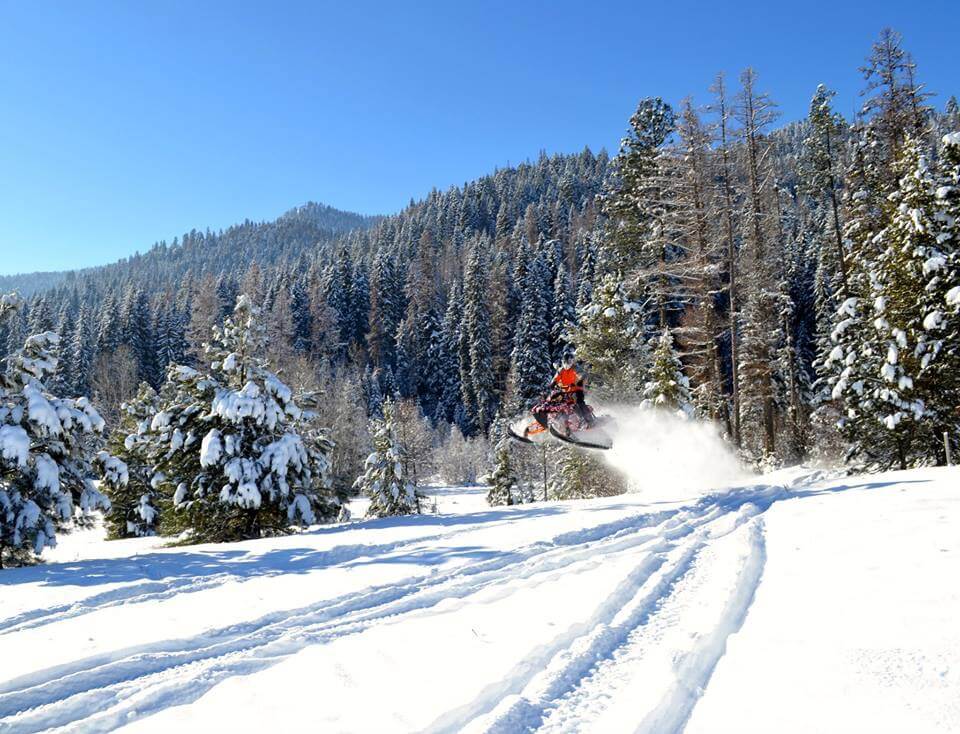 Snowmobile emerging from a crowd of trees.