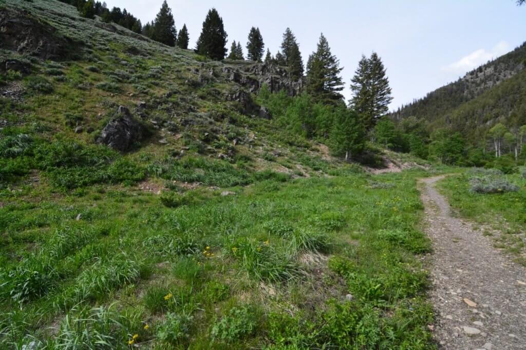 A gravel and dirt mix trail lines the right side of the photo, with green grasses and shrubs to the left of the trail with pine trees in the distance.