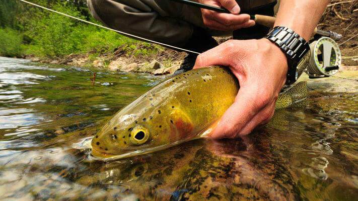 A person holds a brown trout just above the water surface.