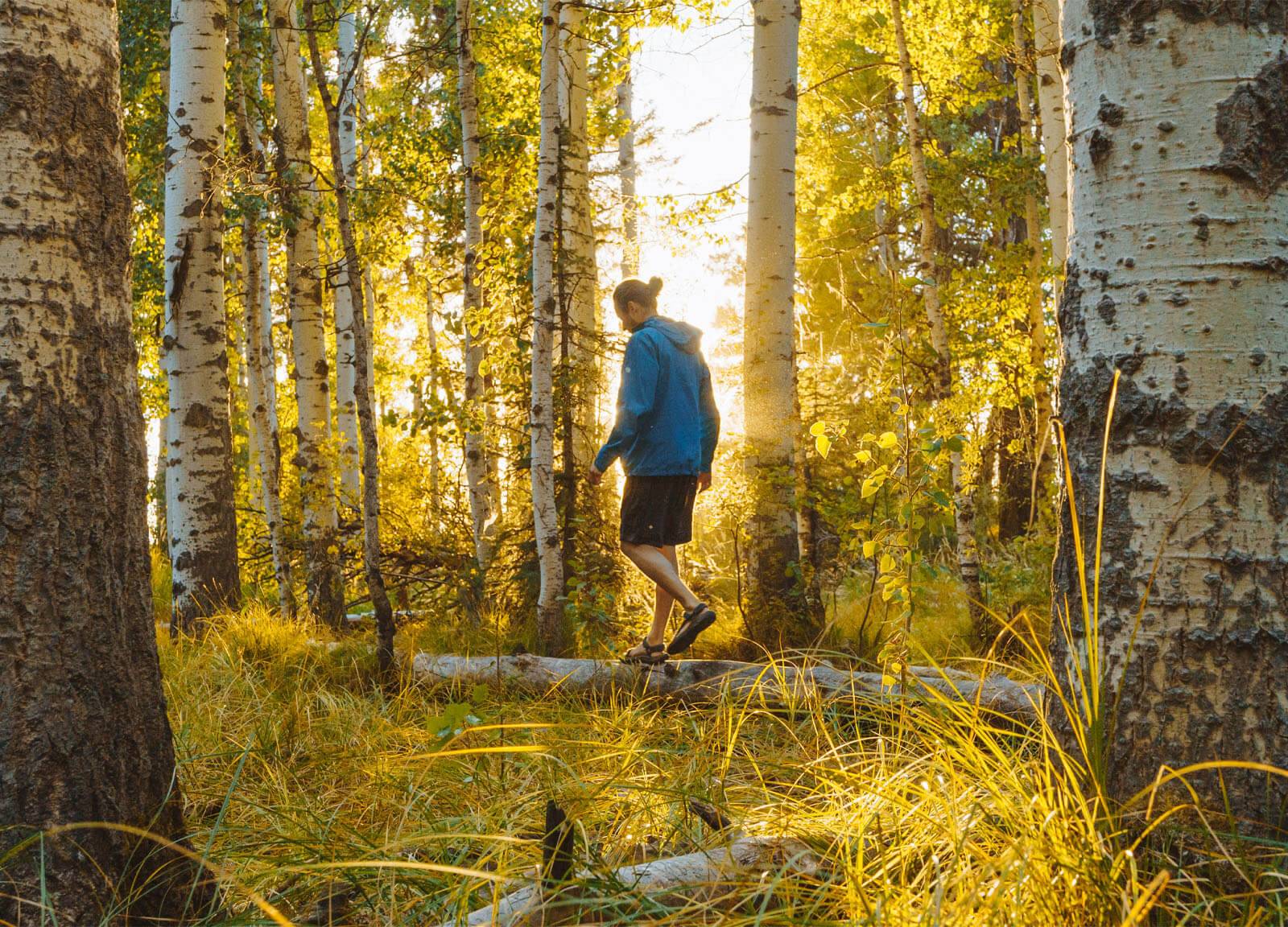 A person walking on a fallen tree in a forest within Ponderosa State Park.