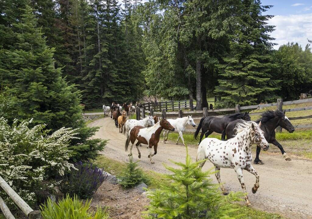 horses running