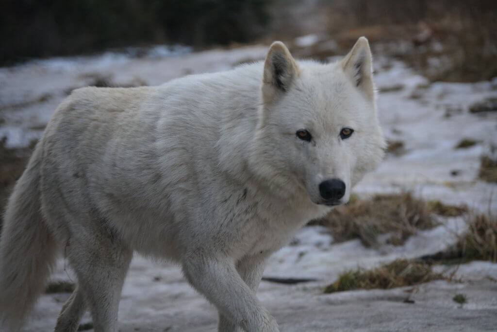 A white wolf in the wilderness.