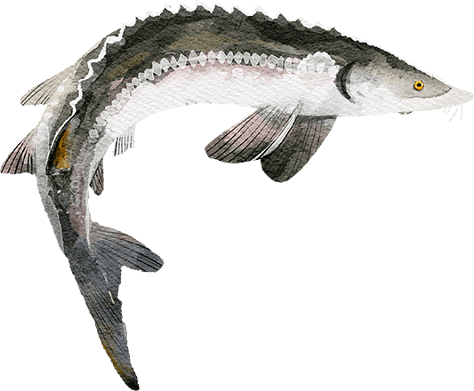 Watercolor illustration of a White Sturgeon.